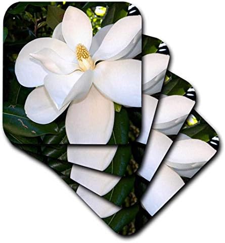 3Droza Magnolia Tree - US04 DFR0009 - David R. Frazier - Mekani podmornici, set od 4