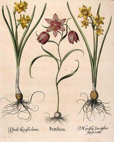 [Fritillary ili Gvineja-hen cvijet] Frittillaria; [Fragrantr jonquil] Narcissus Juncifolius prµcox maior;