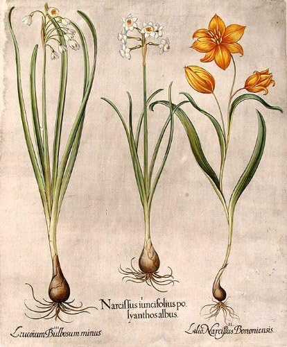 [Bijeli polyanthus jonquil sa malim cvjetovima] Narcissus iuncifolius polyanthos albus; [divlji Lala] Lilio