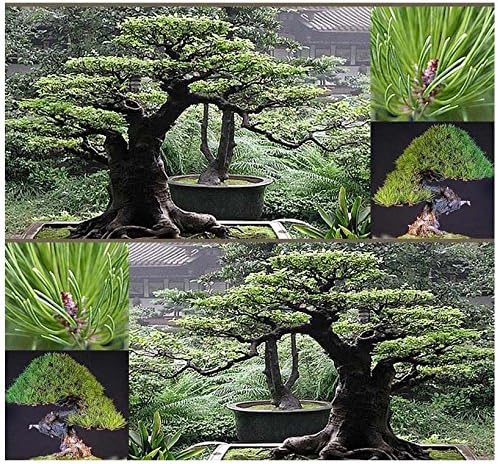 10 polu-japanski crveni Pino polu-Pinus densiflora-GIAPPONESE