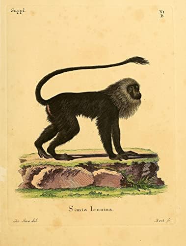 Brown Plantled Tamarin primat Monkey Vintage Wildlife učionica ured ureda Zoologija antiky ilustracija Likovni