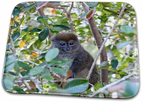 3drose Madagaskar, Perinet, Istočni sivi bambus Lemur-AF24... - Prostirke Za Kupatilo
