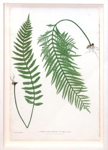 Ploča 2-Polypodium vulgare semilacerum.