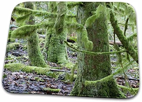 3drose WA, Tigrova planinska šuma, drveće prekriveno mahovinom - US48... - Prostirke Za Kupatilo
