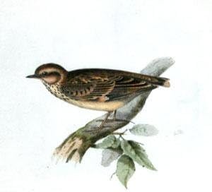 Woodlark-Alauda arborea